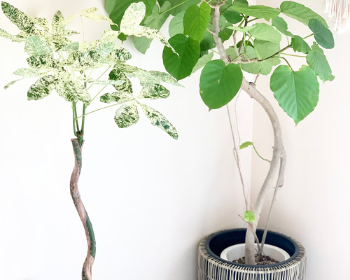 フィカス ウンベラータ 曲がり仕立て 大型❗高さ140cm 8号 整った樹形