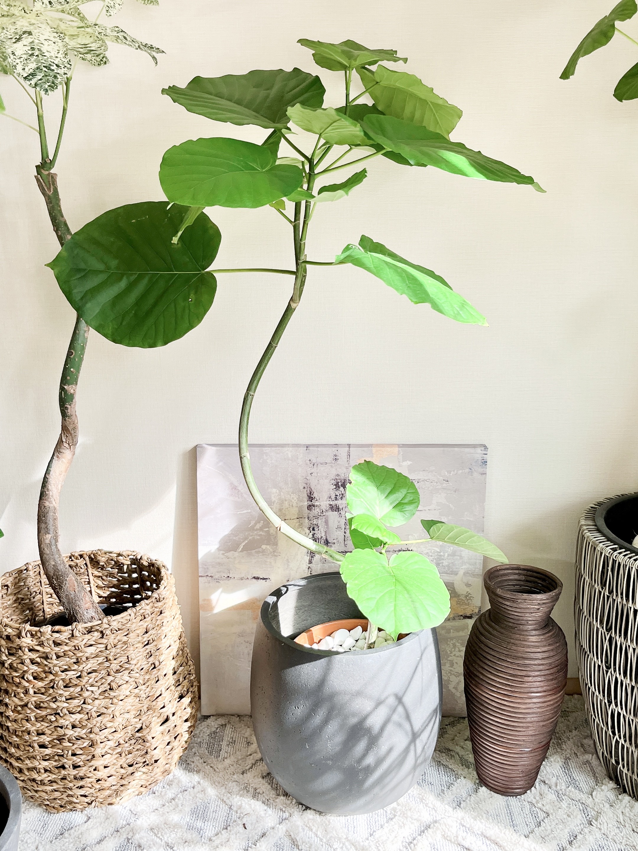 ［現品］A フィカス　ウンベラータ　曲がり　7号　観葉植物　室内　可愛い 一点もの】観葉植物 室内 フィカスウンベラータ 曲がり 7号 110cm