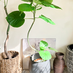 一点もの】観葉植物 室内 フィカスウンベラータ 曲がり 7号 110cm