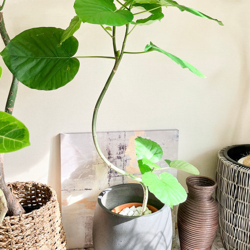 一点もの】観葉植物 室内 フィカスウンベラータ 曲がり 7号 110cm