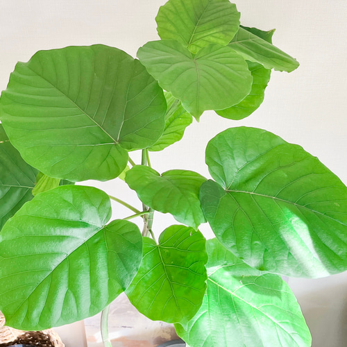 一点もの】観葉植物 室内 フィカスウンベラータ 曲がり 7号