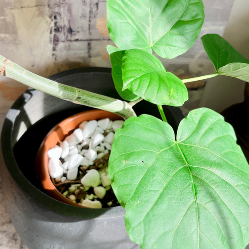 一点もの】観葉植物 室内 フィカスウンベラータ 曲がり 7号 110cm