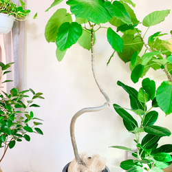 大切なウンベラータ Lサイズ 観葉植物 calm cafe 大切なウンベラータ Lサイズ 観葉植物 calm cafe