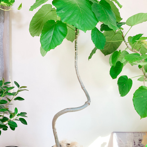 ［現品］10番　フィカスウンベラータ　曲がり　8号　観葉植物　室内　大型　人気 フィカス・ウンベラータ （曲がり樹形） 8号鉢 観葉植物 本物