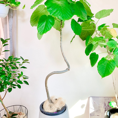 大切なウンベラータ Lサイズ 観葉植物 calm cafe 大切なウンベラータ Lサイズ 観葉植物 calm cafe 大切な