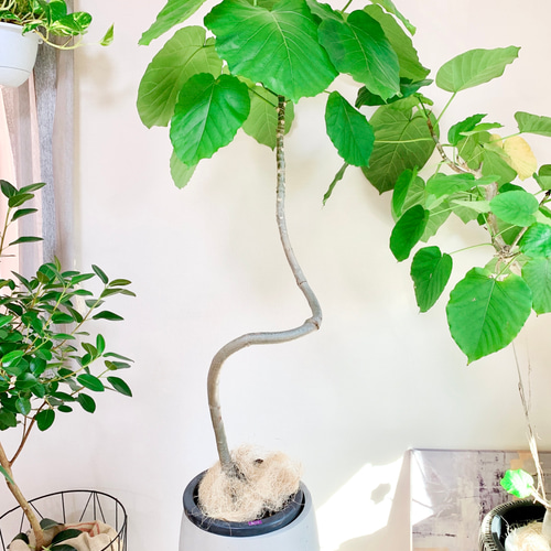 一点もの】観葉植物 フィカスウンベラータ 曲がり 8号鉢 大型