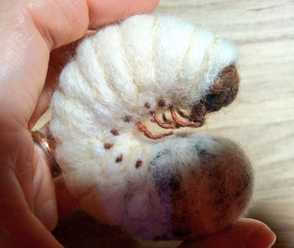 イチゴ様専用★カブトムシ幼虫 2枚目の画像