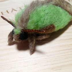 アオイラガ　羊毛フェルト　蛾 3枚目の画像