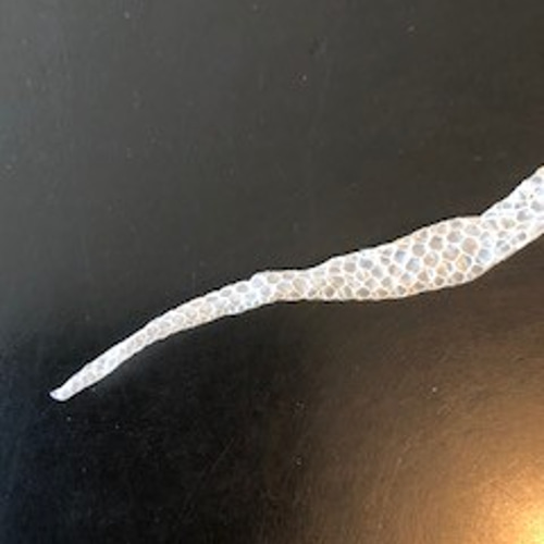 白蛇 抜け殻 御守り アート作品 鞄 小物 大切なもの 頭・尻尾 その他 