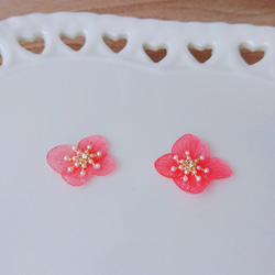 本物の紫陽花ピアス／イヤリング／ドライフラワー／リアルフラワー／一粒ピアス／夏／本物 お花／本物のお花 2枚目の画像