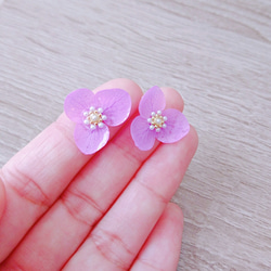 本物の紫陽花ピアス／イヤリング／ドライフラワー／リアルフラワー／一粒ピアス／夏／本物 お花／本物のお花 4枚目の画像