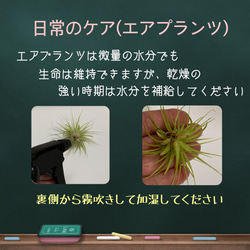 ◆天然加湿&アロマ◆ ひのきキューブとエアプランツ　ひのきの香り　ウッドトレー付　天然素材アロマ　2021年春 7枚目の画像