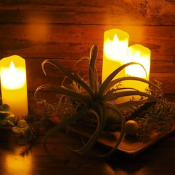 『森薫る』多肉植物Candleライト◆リラックス・アロマ「森」精油付 1枚目の画像