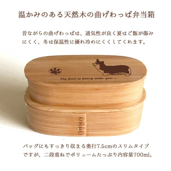 【 コーギー 】 スリム 入子 型 天然木 曲げわっぱ 弁当箱 二段 わっぱ 木製 3枚目の画像