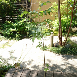 アオダモ（巨大サイズ）インテリア用 アオダモ（巨大サイズ）インテリア用