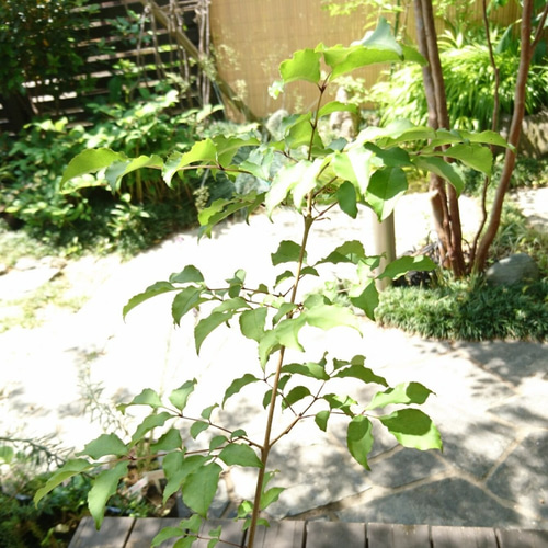 販売済】アオダモ まっすぐ系1本立ち 大苗現品苗木 (約55～60cm