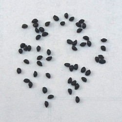 お得セット　西洋オダマキ ビジュー・サフィール　苗と種子（50粒） 2枚目の画像
