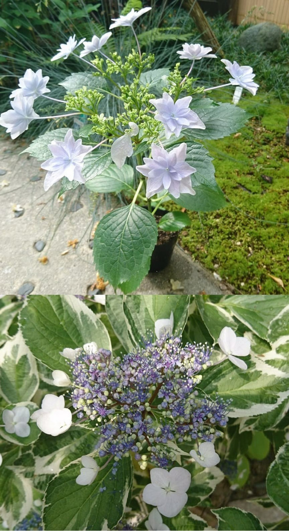 額紫陽花（ガクアジサイ）お得セット 2種類 (隅田の花火＋斑入り額紫陽花)　約20cm ～ 1枚目の画像