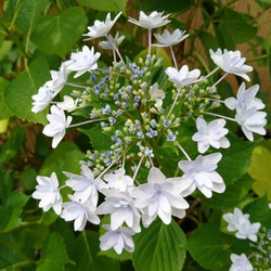 額紫陽花（ガクアジサイ）お得セット 2種類 (隅田の花火＋斑入り額紫陽花)　約20cm ～ 4枚目の画像