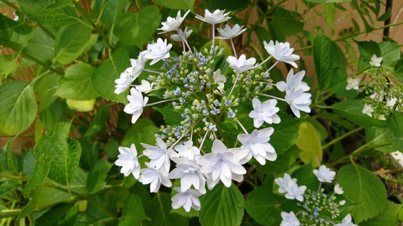 額紫陽花（ガクアジサイ）お得セット 2種類 (隅田の花火＋斑入り額紫陽花)　約20cm ～ 4枚目の画像