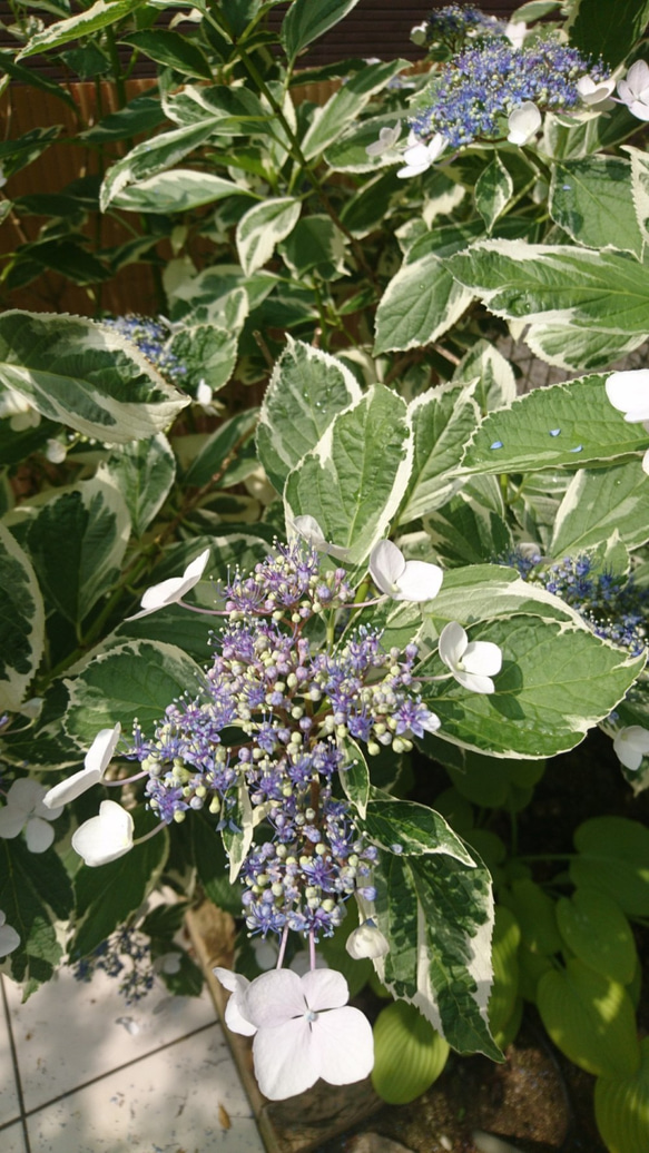 額紫陽花（ガクアジサイ）お得セット 2種類 (隅田の花火＋斑入り額紫陽花)　約20cm ～ 5枚目の画像