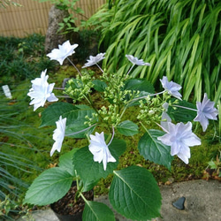 額紫陽花（ガクアジサイ）お得セット 2種類 (隅田の花火＋斑入り額紫陽花)　約20cm ～ 3枚目の画像