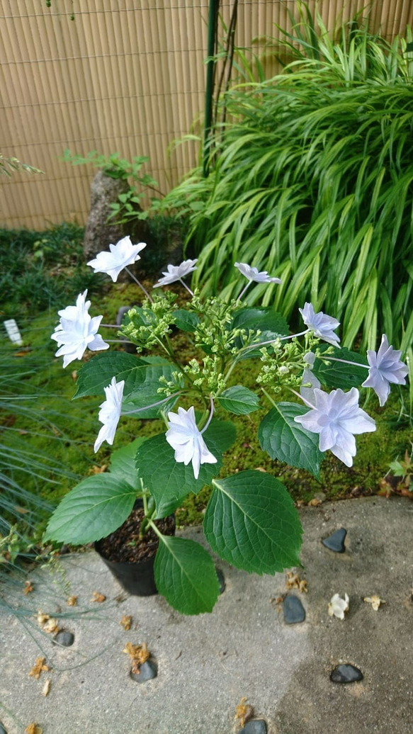 額紫陽花（ガクアジサイ）お得セット 2種類 (隅田の花火＋斑入り額紫陽花)　約20cm ～ 3枚目の画像