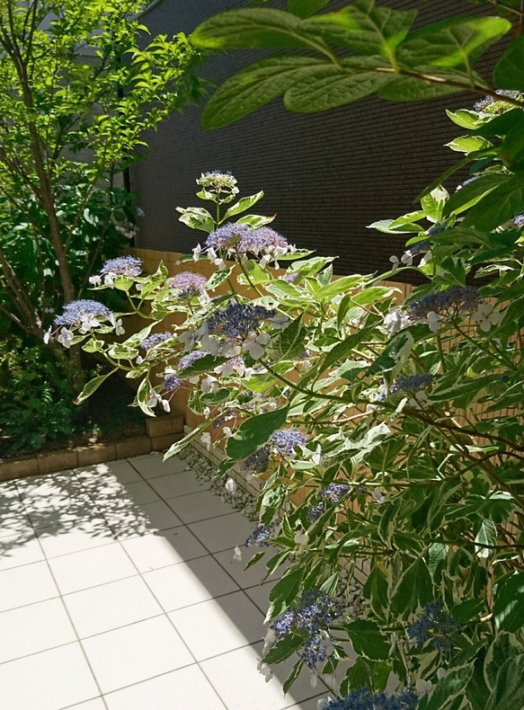 額紫陽花（ガクアジサイ）お得セット 2種類 (隅田の花火＋斑入り額紫陽花)　約20cm ～ 6枚目の画像