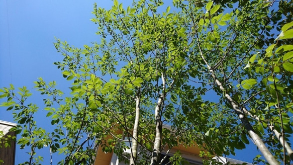アオダモ 現品苗木　枝分かれしたスマートでしなやかな曲線を持つ樹形　(約21～26cm) 6枚目の画像