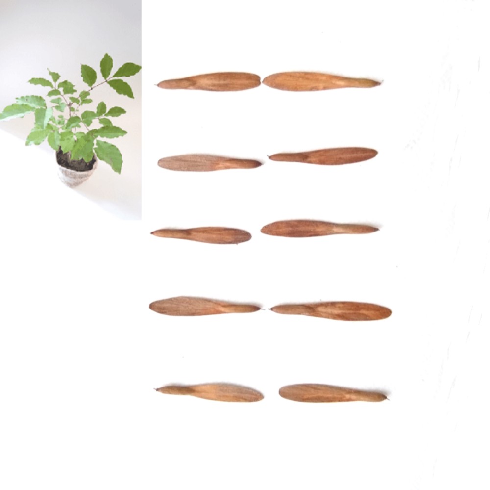 Idプランツ様専用※ アオダモ 種 2000粒 【公式通販】