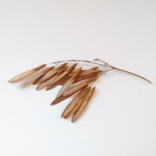 超レアなアオダモ種子（50粒）日本で減少している雑木の珍しい種子です