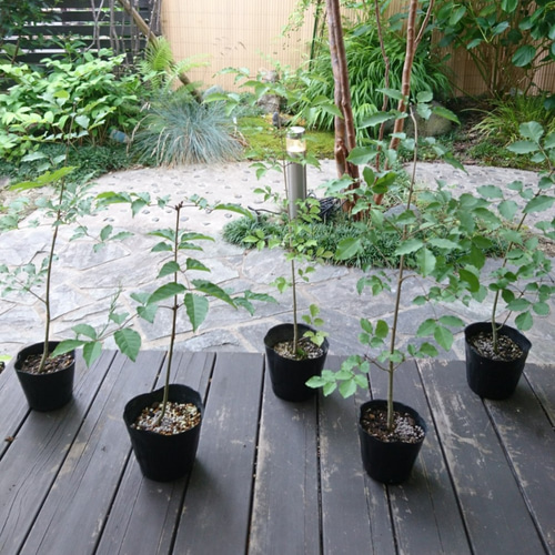 超レアなアオダモ種子（50粒）日本で減少している雑木の珍しい種子です