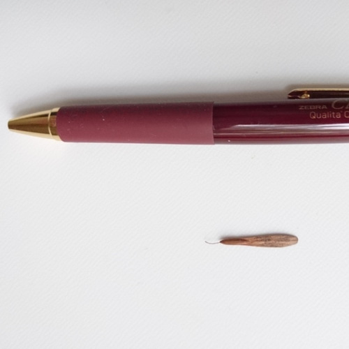 超レアなアオダモ種子（50粒）日本で減少している雑木の珍しい種子です