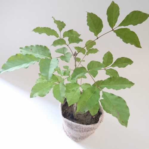 超レアなアオダモ種子（50粒）日本で減少している雑木の珍しい種子です