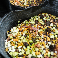 超レアなアオダモ種子（50粒）日本で減少している雑木の珍しい種子です 6枚目の画像