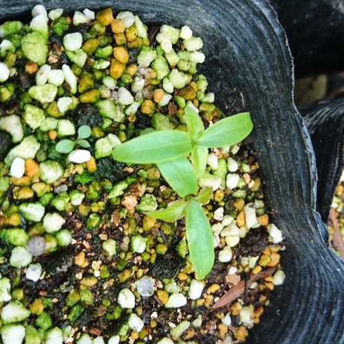 超レアなアオダモ種子（50粒）日本で減少している雑木の珍しい種子です