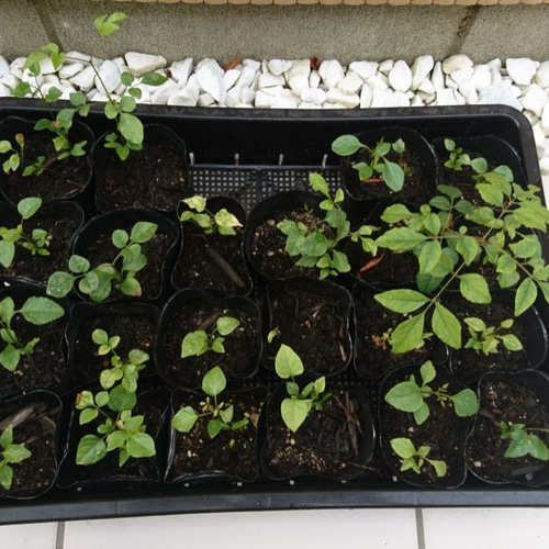 超レアなアオダモ種子（50粒）日本で減少している雑木の珍しい種子です