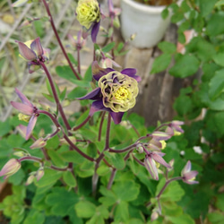 超レアなアオダモ種子（50粒）日本で減少している雑木の珍しい種子です