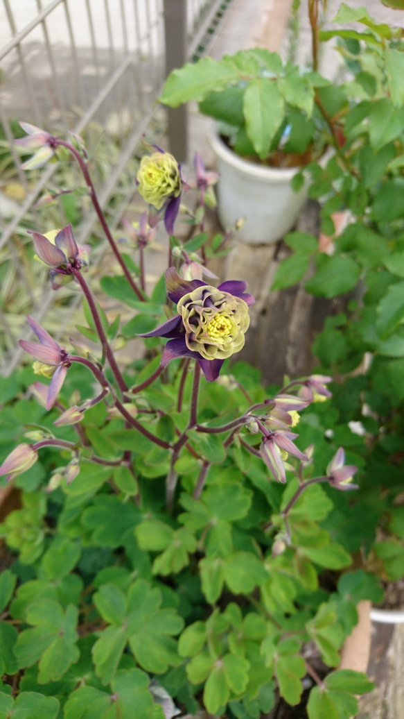 西洋オダマキ ビジュー・サフィール(宿根草) 翌年以降の開花の可愛い
