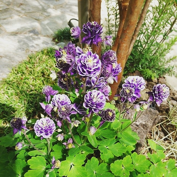 西洋オダマキ ビジュー・サフィール(宿根草) 翌年以降の開花の可愛い