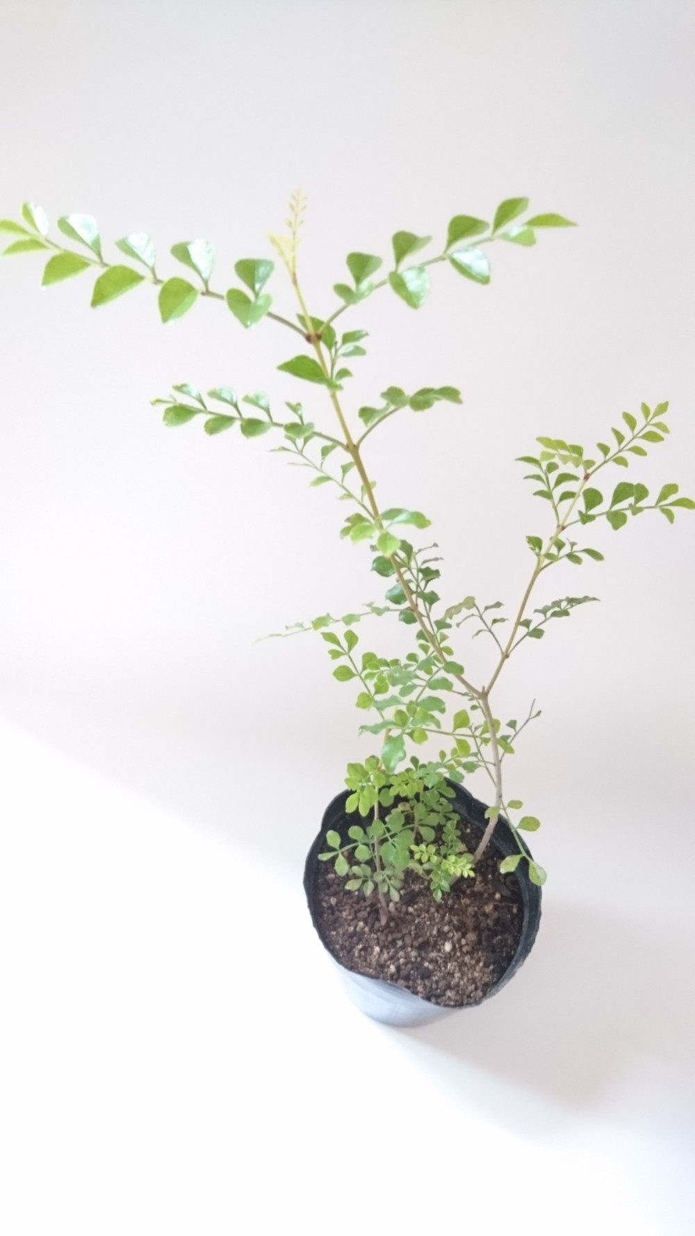 ♥大特価・特別販売特売・大量10本 ♥大絶賛中♥シマトネリコ苗木50～130㎝ シマトネリコ 苗木 販売 トオヤマグリーン