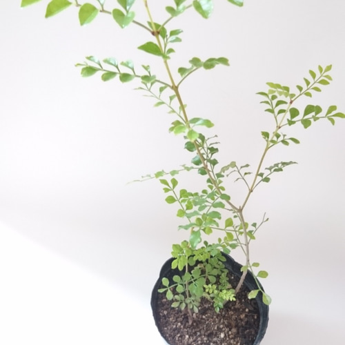 シマトネリコ 苗木 (約36～45cm) シンボルツリーとして人気の樹種です