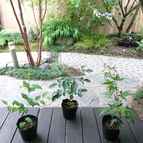 お得！雑木の苗木3種類セット（アオダモ、山もみじ、エゴノキ）(各苗木