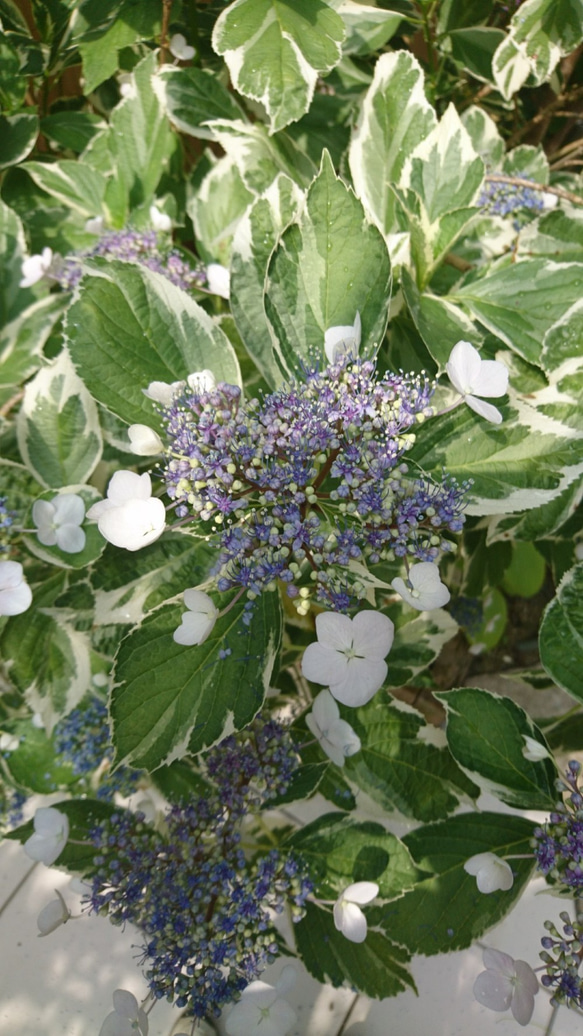 斑入り額紫陽花(フイリガクアジサイ)　苗木 (約15～20㎝）  白い縁取りのある明るい葉を持つ紫陽花です 4枚目の画像