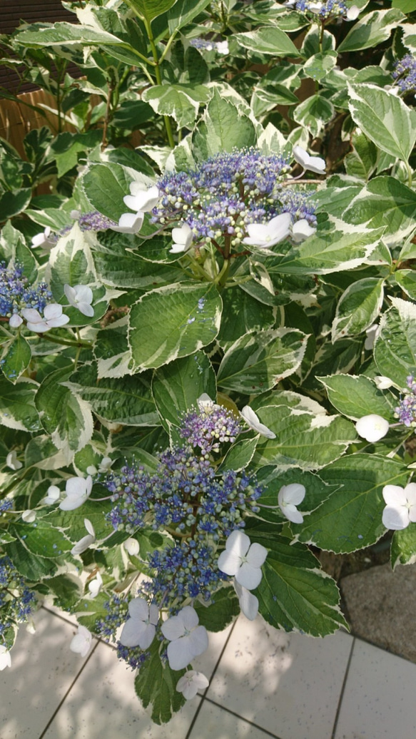 斑入り額紫陽花(フイリガクアジサイ)　苗木 (約15～20㎝）  白い縁取りのある明るい葉を持つ紫陽花です 9枚目の画像