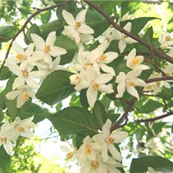 エゴノキ種子（30粒）鈴なりに白い小花の咲く雑木  野鳥ヤマガラの餌としても 9枚目の画像