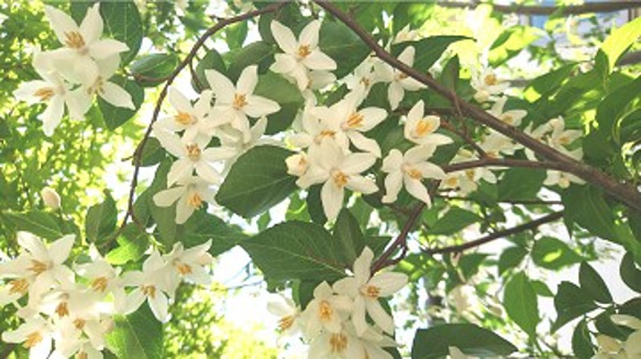 エゴノキ種子（30粒）鈴なりに白い小花の咲く雑木  野鳥ヤマガラの餌としても 9枚目の画像
