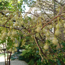 エゴノキ種子（30粒）鈴なりに白い小花の咲く雑木  野鳥ヤマガラの餌としても 10枚目の画像