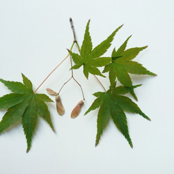 超レアなアオダモ種子（50粒）日本で減少している雑木の珍しい種子です