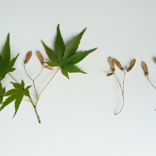 紅葉の種 100粒 もみじ モミジ 種子 たね 厳し